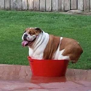 Meet your Posher, Bee